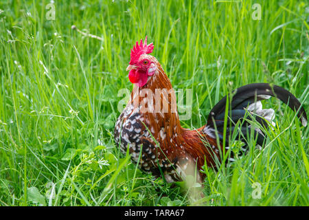 - Stoapiperl Steinpiperl Steinhendl - coq - poulet - poulet en danger critique d'Autriche en race free range (Gallus gallus domesticus) Banque D'Images