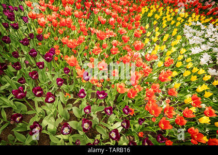 Parterre de tulipes colorées lumineuses vue grand angle. La texture et l'arrière-plan floral Banque D'Images