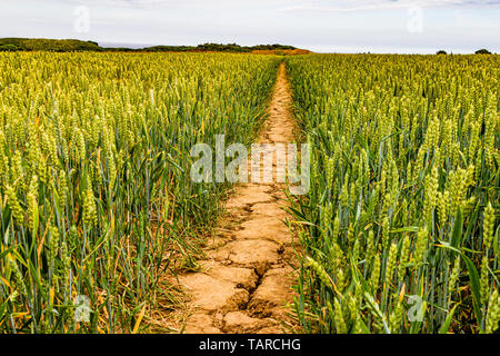 Chemin sec à travers un champ de blé pendant un été chaud. , Bamburgh Northumberland, Royaume-Uni. Juillet 2018. Banque D'Images