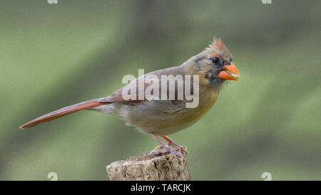 Cardinal rouge - femme sauvage nord-américain songbird perché au sommet du poteau de clôture Banque D'Images