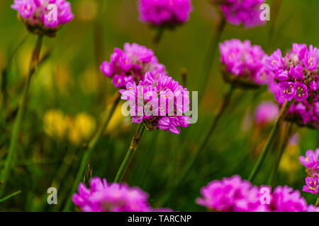 Sea Rose, également connu sous le nom de l'économie ou l'Armeria maritima, poussant sur une falaise dans le Northumberland, au Royaume-Uni. Juin 2018. Banque D'Images
