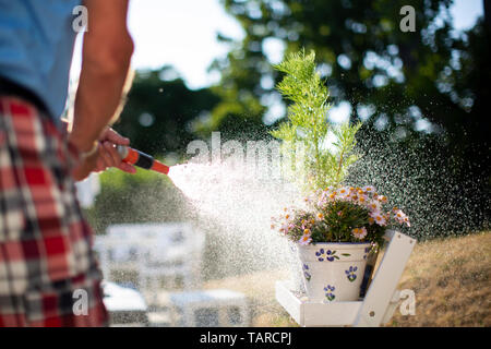 L'arrosage des plantes dans le jardin, l'été Banque D'Images