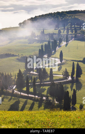 Toscan sinueuse route bordée de cyprès et surmonté de brume du matin, Monticchiello, Province de Sienne, Toscane, Italie, Europe Banque D'Images