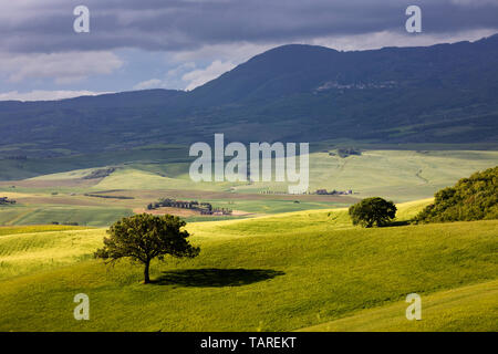 Arbre isolé dans green field, San Quirico d'Orcia, Province de Sienne, Toscane, Italie, Europe Banque D'Images