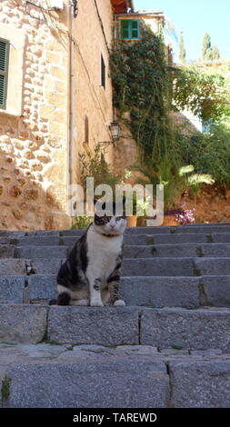 Magnifique chat sur la ville de Fornalutx à Majorque, Iles Baléares, Espagne. Banque D'Images