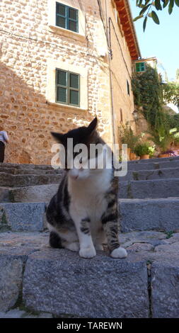 Magnifique chat sur la ville de Fornalutx à Majorque, Iles Baléares, Espagne. Banque D'Images