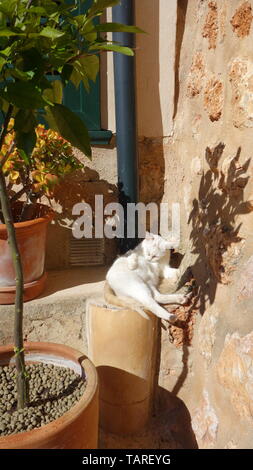Magnifique chat sur la ville de Fornalutx à Majorque, Iles Baléares, Espagne. Banque D'Images