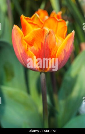 Close up of tulip Princess Irene une tulipe orange vif avec un pourpre-vert flash. En forme de bol tulip appartenant à la Division 3 du groupe Triumph tulip Banque D'Images