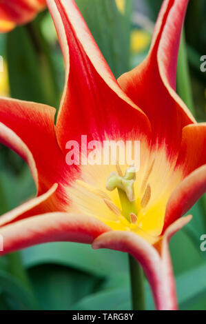 Close up of tulip Aladdin montrant la stigmatisation et l'étamine fleurs sont rouge avec bordure jaune et appartiennent à la lys fleur de tulipes groupe Division 6 Banque D'Images