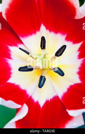 Close up of tulip Leen van der Mark montrant la stigmatisation et l'étamine rouge fleurs en forme de coupe avec bords blancs appartenant à la Triumph Group de tulipes Banque D'Images
