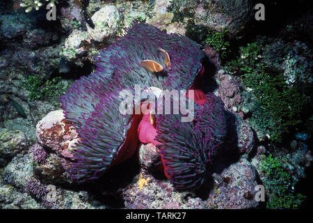 Poisson de l'anémone rose (Amphiprion perideraion) dans de magnifiques (Anémone Heteractis magnifica) Greant Barrière de Corail, Queensland, Australie Banque D'Images