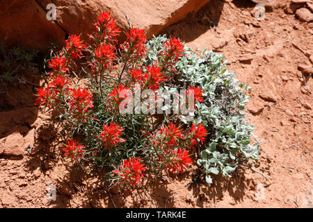 Indian paintbrush, Castilleja sp. Hémiparasite ( =) dans une certaine mesure de la photosynthèse des plantes sur racine de graminées et de plantes herbacées. Famille des Orobanchacées (previousl Banque D'Images