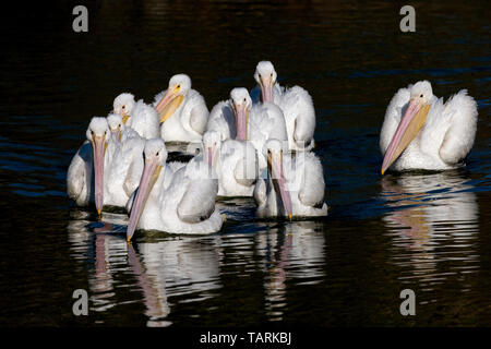 Pélican blanc d'Amérique, Pelecanus erythrorhynchos plumage de reproduction d'oiseaux pêcheurs Groupe Banque D'Images