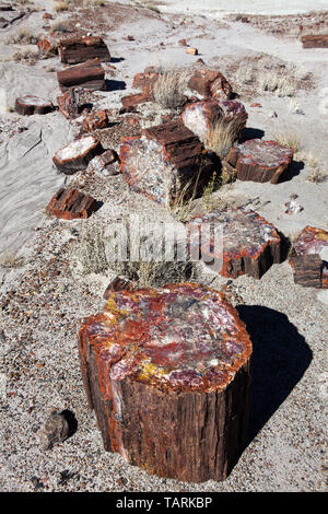 Petrified Forest National Park, Arizona, USA journal pétrifié fragmenté le long du sentier de la forêt de cristal. Banque D'Images