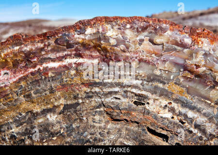 Petrified Forest National Park, Arizona, USA Close-up de la section transversale d'un journal pétrifié, le long du sentier de la forêt de cristal. Banque D'Images