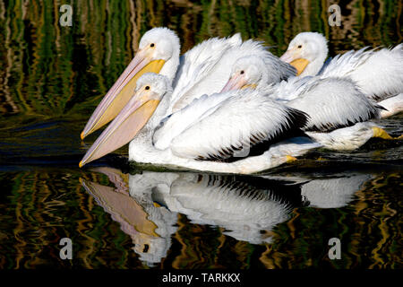 Pélican blanc d'Amérique, Pelecanus erythrorhynchos plumage non reproducteurs Banque D'Images