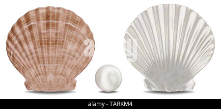 Set de perles, coquillages de mer, côté intérieur et extérieur isolé sur fond blanc avec l'ombre. Sea Shell vue avant. Gemme, bijoux pour femmes, perles de nacre. J'ai 3D Banque D'Images