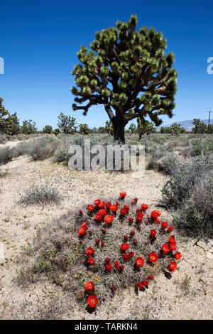 Joshua tree (Yucca brevifolia) et Claret cup (cactus Echinocereus triglochidiatus). Mojave National Preserve, Californie Banque D'Images