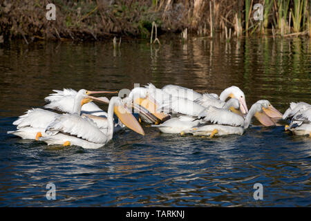 Pélican blanc d'Amérique, Pelecanus erythrorhynchos plumage de reproduction d'oiseaux pêcheurs Groupe Banque D'Images