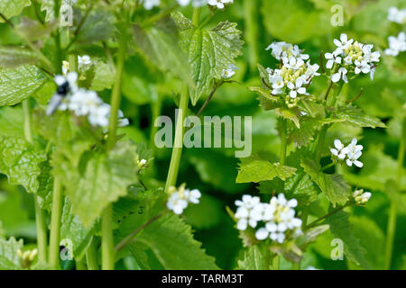 L'alliaire officinale (Alliaria petiolata), également connu sous le nom de Jack-par-la-haie, un général de près de l'usine où les fleurs et les feuilles. Banque D'Images
