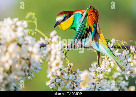 Les plumes d'oiseaux très colorés nettoie assis parmi les fleurs de l'acacia Banque D'Images