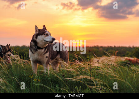 Chien Husky à sur le côté droit sur fond de ciel nuageux coucher du soleil. Chien consacré restant sur l'herbe plumes terres en Ukraine Banque D'Images