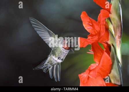 Colibri d'Anna Calypte anna mâle, photographié dans une arrière-cour dans le sud de la Californie, USA Banque D'Images