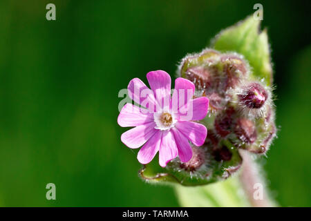 Red (Silene dioica), gros plan d'une fleur simple à faible profondeur de champ. Banque D'Images