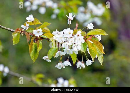 Fleur de cerisier sauvage (prunus avium), close up d'une seule gerbe de fleurs. Banque D'Images