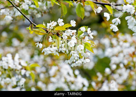 Fleur de cerisier sauvage (prunus avium), gros plan se concentrant sur un seul jet de fleurs de beaucoup. Banque D'Images
