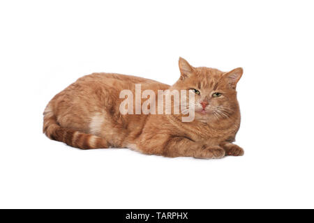 Chat roux aux yeux verts allongé sur un drap blanc contre un fond blanc Banque D'Images