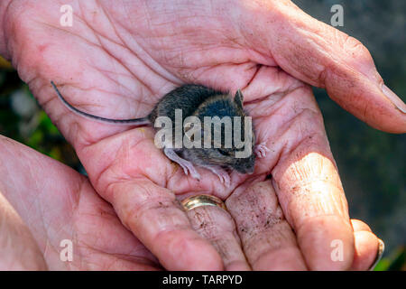 Un bois juvénile Apodemus sylvaticus souris pris dans un jardin urbain sur une femme main jardiniers Banque D'Images