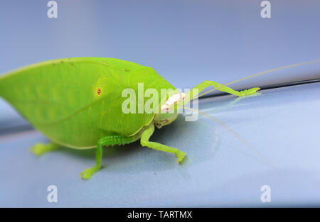 Pseudophyllus titans ou feuille géant katydid (feuille géant bug) ** note sélectionner focus avec profondeur de champ Banque D'Images