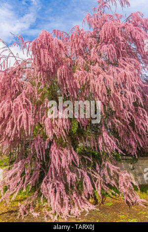 Arbre Tamarix en pleine floraison - France. Banque D'Images