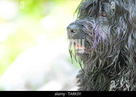 Portrait de chien de berger noir avec fourrure sur fond lumineux Banque D'Images