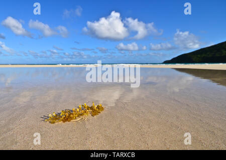 Détail de Flamenco Beach à Culebra Island montrant sky réflexions sur le sable plage humide Banque D'Images