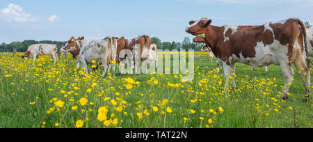 Les vaches tachetée rouge et blanc et renoncules en néerlandais summer meadow près d'Utrecht et Amersfoort aux Pays-Bas Banque D'Images