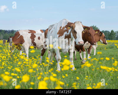 Les vaches tachetée rouge et blanc et renoncules en néerlandais summer meadow près d'Utrecht et Amersfoort aux Pays-Bas Banque D'Images