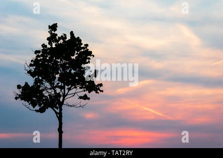 Arbre silhouette sombre contre ciel du soir rougeoyant Banque D'Images