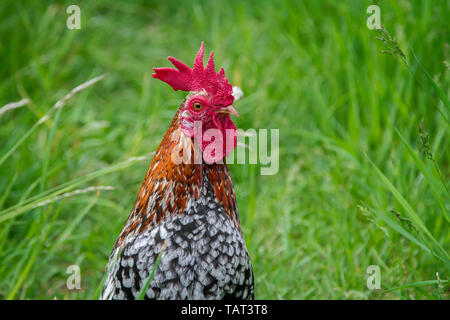 - Stoapiperl Steinpiperl Steinhendl - coq - poulet - poulet en danger critique d'Autriche en race free range (Gallus gallus domesticus) Banque D'Images