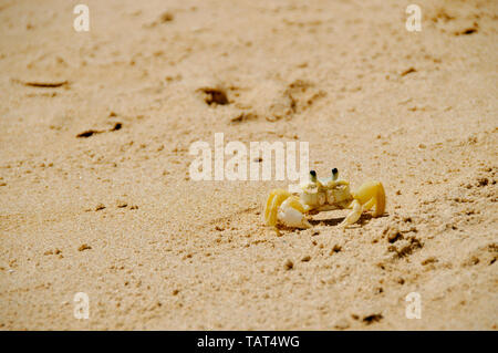 Crabe jaune ramper dans le sable à Buzios, Brésil Banque D'Images