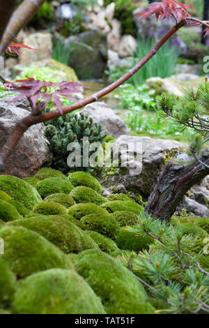 RHS Chelsea Flower Show 2019 : l'interrupteur vert jardin conçu par le designer japonais Kazuyuki Ishihara dispose d''un étang, érables du Japon (ACERS), des pins, des boules de mousse, des iris, une lanterne de pierre et d'un salon de thé. Banque D'Images