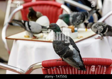 Les pigeons de Venise opportunistes descendre sur une table de café abandonnés à un repas à Venise en Italie. Banque D'Images