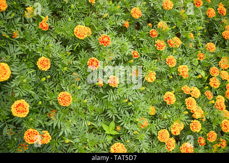 Marigold plante fleur jaune printemps été sur le jardin Vue de dessus d'arrière-plan Banque D'Images