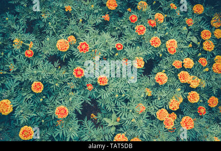 Marigold plante fleur jaune printemps jardin d'été sur l'arrière-plan Vue de dessus - couleur des fleurs Vintage Banque D'Images