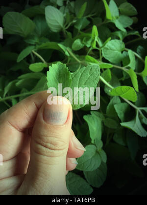 Choisir les feuilles de menthe fraîche . Nature Fond . Banque D'Images