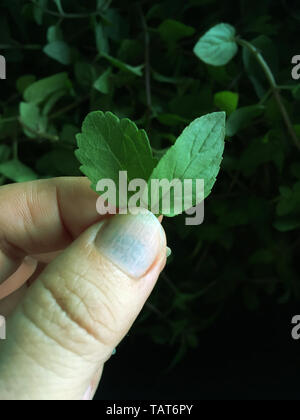 Choisir les feuilles de menthe fraîche . Nature Fond . Banque D'Images