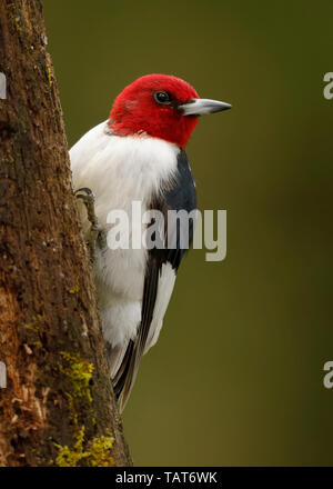 Pic à tête rouge (Melanerpes erythrocephalus) sur une souche d'arbre couverts de mousse - Ontario, Canada Banque D'Images