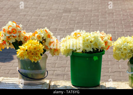 Bouquets de jonquilles jaune de différents types de peuplement et des seaux en plastique sont vendues sur le marché dans le contexte de dalles dans un flou wit Banque D'Images