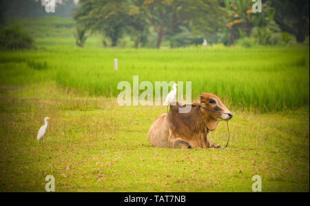 Vache couchée sur l'Asie des rizières et oiseau sur cow agriculture ferme sur campagne environnante Banque D'Images